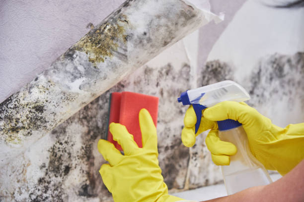 Best Commercial Mold Inspection in USA